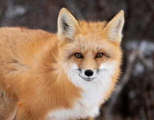 Obraz premium Red fox hunting near Churchill