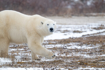 Polar bear walking through snow covered field