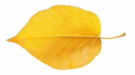 Naklejka premium Autumnal Yellow Leaf Detail
