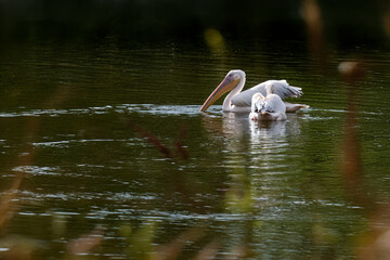 Una coppia di pellicani (Pelecanus onocrotalus) nuota pigramente nell'acqua dello stagno, pescando qualcosa con il becco.