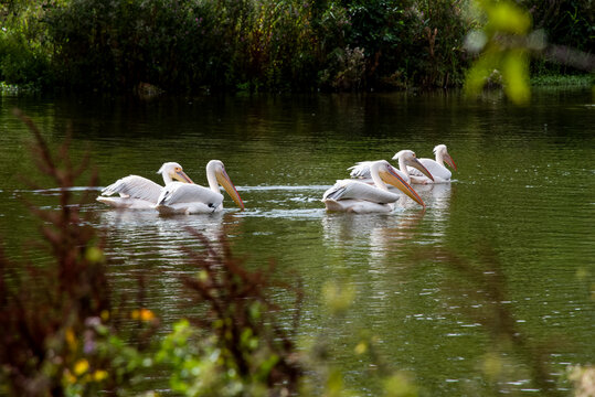 Un gruppo di pellicani (Pelecanus onocrotalus) nuota tranquillamente nello stagno, scrutando l'acqua alla ricerca di qualcosa da mangiare.
