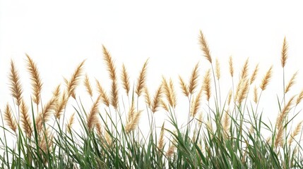Golden Grass in a Field