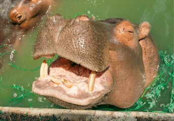 Hippopotamus Safari in Africa