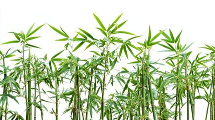 Stunning Bamboo Plants in Lush Green