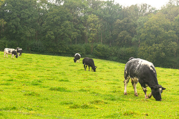 wei&szlig;blauer belgier