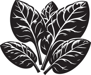 Spinach vector illustration silhouette on white background