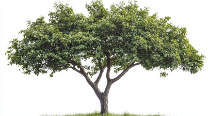 Majestic Tree in Nature's Embrace