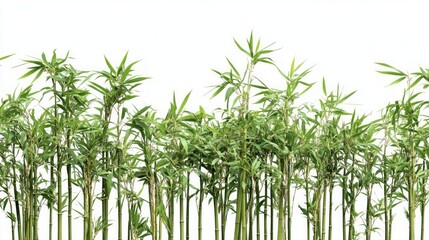 Stunning Bamboo Plants Against White Background