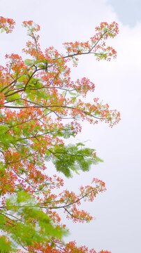 Delonix regia flowers Vertical video vibrant elegance and leaves, perfect artistic phone wallpaper and mobile homescreen background. Calming mood of flamboyant tree delonix regia red blooms.