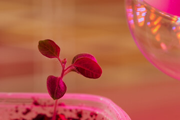 A sprout of solanum muricatum under an LED plant lamp in pink light. Copy space.