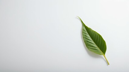 Single Green Leaf on Clean Background