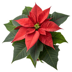 red poinsettia isolated on white background
