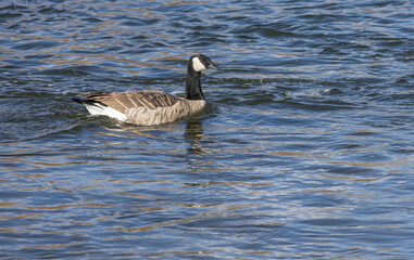 canadian goose swimming in water