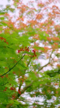 Vertical video vibrant elegance of Delonix regia flowers and leaves, perfect artistic phone wallpaper and mobile homescreen background. Calming mood of flamboyant tree delonix regia red blooms.