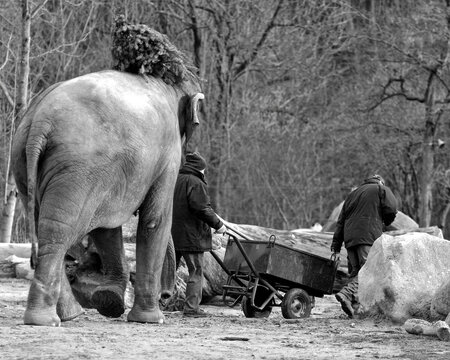 Elephants