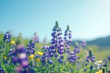 Obraz premium Vibrant Purple and Yellow Wildflowers in Field