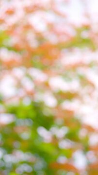 Blurred Delonix regia flowers Vertical video vibrant elegance and leaves, perfect artistic phone wallpaper and mobile homescreen background. Calming mood of flamboyant tree delonix regia red blooms.