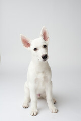 white puppy on white background
