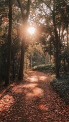 Obraz premium Autumn journey through a sunlit forest path nature trail outdoor adventure peaceful environment serene viewpoint