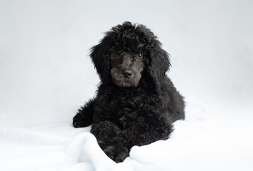 black puppy on white background