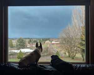 Watchful dogs safe from the storm