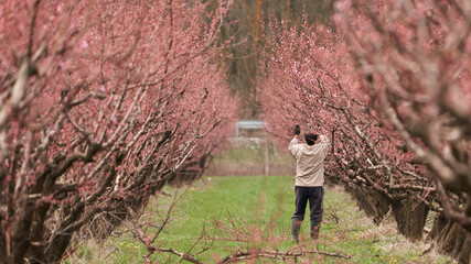 Peach orchards of Pshada. Spring pruning of peach trees. Cut branches lie in the inter-row of the...
