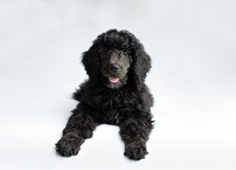 cute black puppy on white background