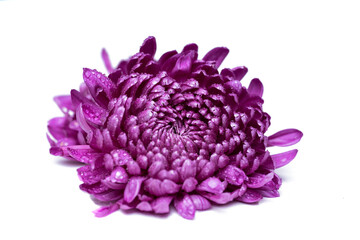 lilac chrysanthemum isolated