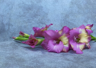 Beautiful lilac gladioli on a gray background with skin texture.