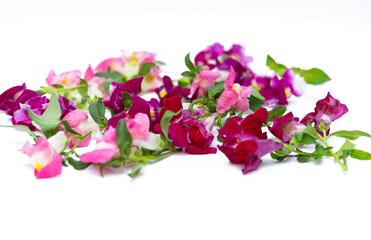 colorful snapdragon flowers