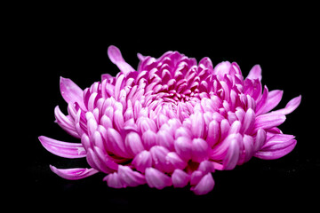 beautiful chrysanthemum
