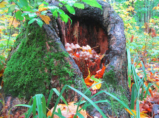 Beautiful Nature, tree stump, mushrooms, green grass, beauty, travel, forest, after rain, dew, autumn, foliage, relaxation