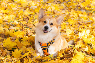 Pembroke corgi among autumn yellow leaves