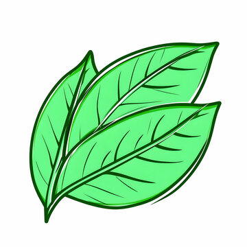 Vibrant Green Outline Vector Graphic Depicting Two Distinct Leaves with Detailed Veins Perfect for Nature-Themed Designs and Illustrations