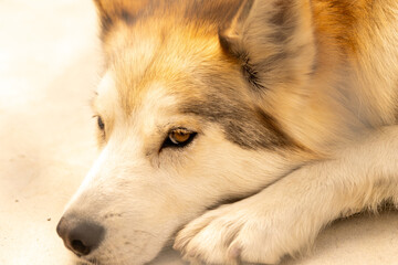 alaskan malamute dog