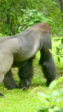 Vertical video of a powerful male gorilla walking in gorilla habitat. Close-up shots of the gorilla&rsquo;s back, hands, and dominant behavior highlight gorilla strength and vulnerable status.