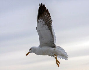 Flying seagull. Lesser Black-backed Gull (Larus fuscus).