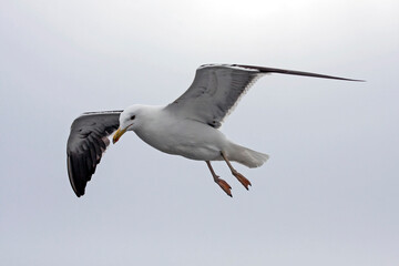 Flying seagull. Lesser Black-backed Gull (Larus fuscus).