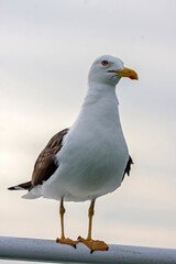 Obraz premium A seagull sits on the ship railing. Lesser Black-backed Gull (Larus fuscus).