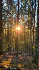 Obraz premium Sunset in the forest