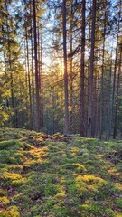 autumn in the forest