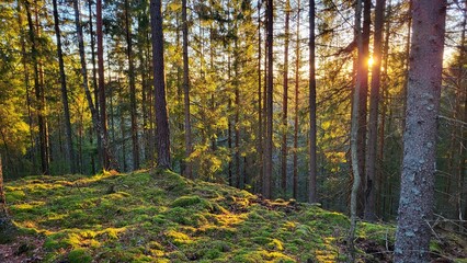 sunset in the forest