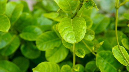 A Closeup Of A Lush Green Plant Shows Broad Heart Shaped Leaves With Prominent Veins Vibrant Beauty