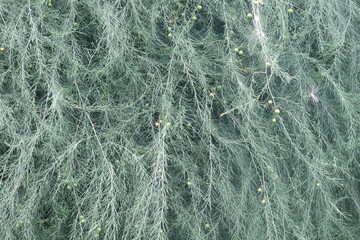 Garden asparagus bush in summer