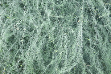 Garden asparagus bush in summer