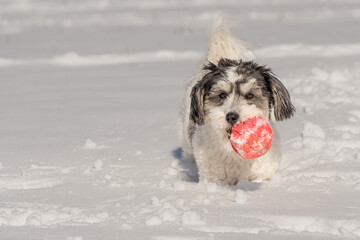 Adorable Black and White Puppy Havanese Puppy with orange ball playing in snow