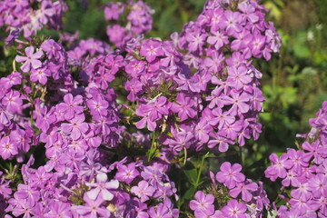 lush bush of purple paniculate phlox (Phlox paniculata)