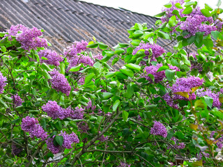 Obraz premium purple lilac blooms on the background of the roof of a rural house