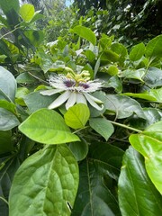Passiflora edulis