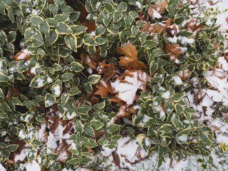 Erster leichter Schnee auf Vinca bringt Melancholie 